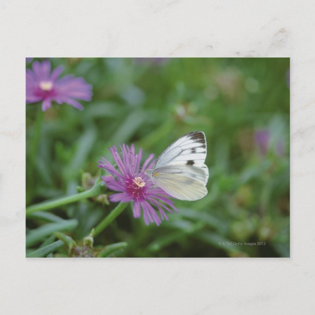 Schmetterling auf Blume Postkarte (Vorderseite)