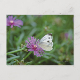 Schmetterling auf Blume Postkarte