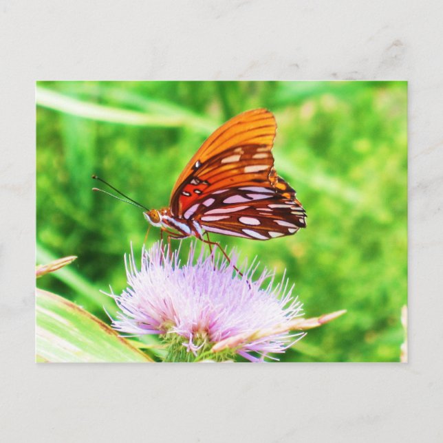Schmetterling auf Blume Postkarte (Vorderseite)