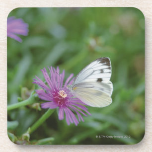 Schmetterling auf Blume Untersetzer