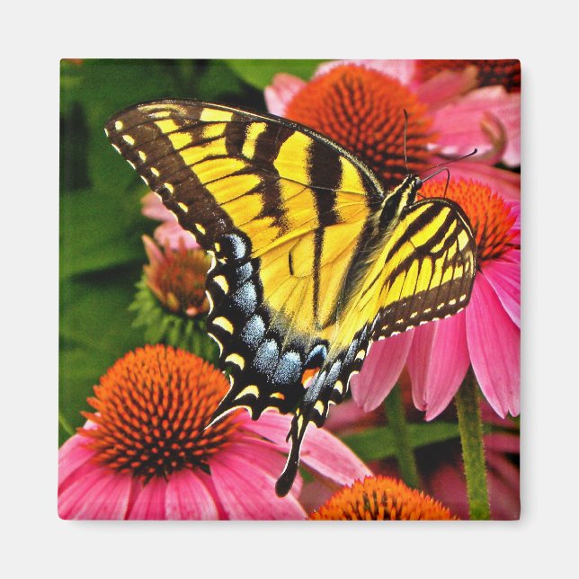 Schmetterling auf Blume v22 Magnet (Vorne)