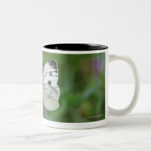 Schmetterling auf Blume Zweifarbige Tasse