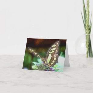 Schmetterling auf Blumen-Naturfotografie