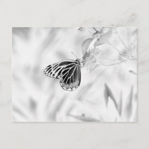 Schmetterling auf Blüte - Schwarz und Weiß Postkarte