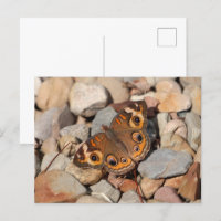 Schmetterling auf dem Fluss Rock Blank