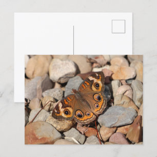 Schmetterling auf dem Fluss Rock Blank Postkarte