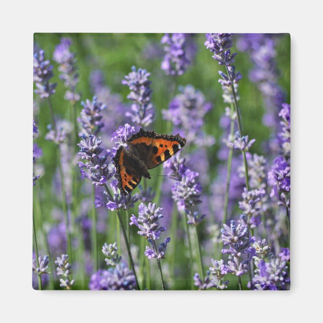 Schmetterling auf dem Lavendel-Kühlschrankmagnet Magnet (Vorne)
