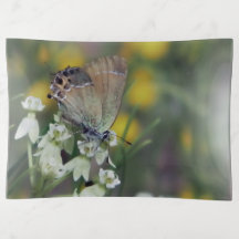 Schmetterling auf der Blume