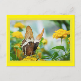 Schmetterling auf der Blume Postkarte