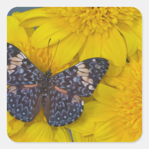 Schmetterling auf der gelben Blume Quadratischer Aufkleber