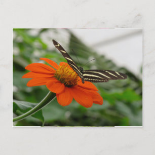 Schmetterling auf der Orange-Blume Postkarte