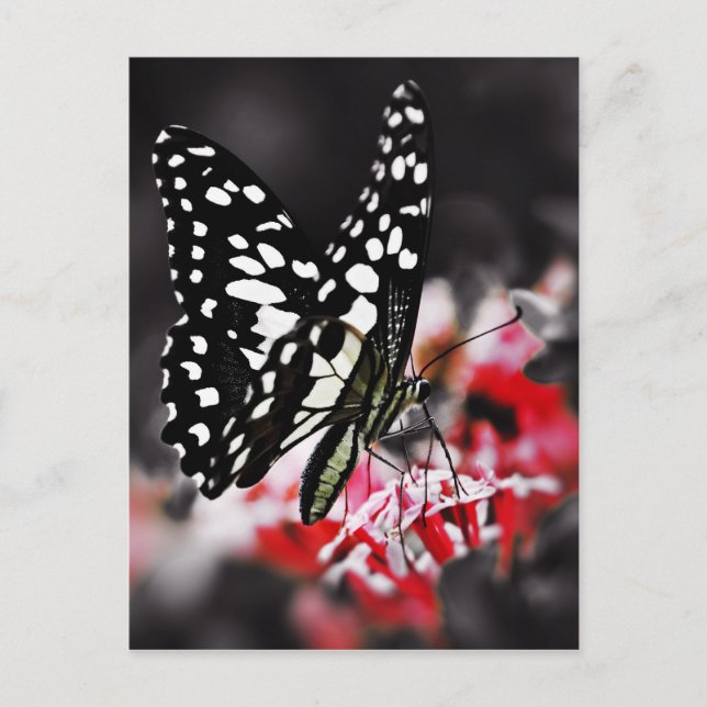 Schmetterling auf der roten Blume Postkarte (Vorderseite)