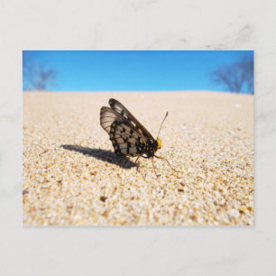 Schmetterling auf der Strandpostkarte Postkarte