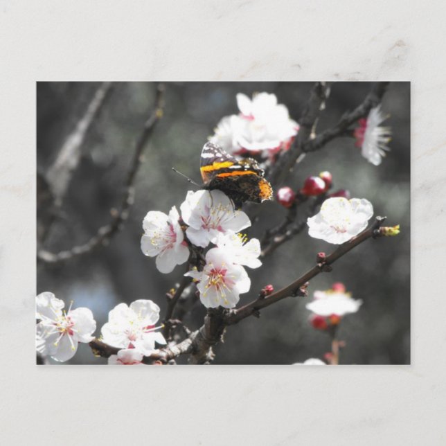 Schmetterling auf einem Almond-Blossom-Baum Postkarte (Vorderseite)