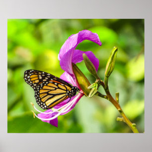 Schmetterling auf einem Blume-Poster Poster