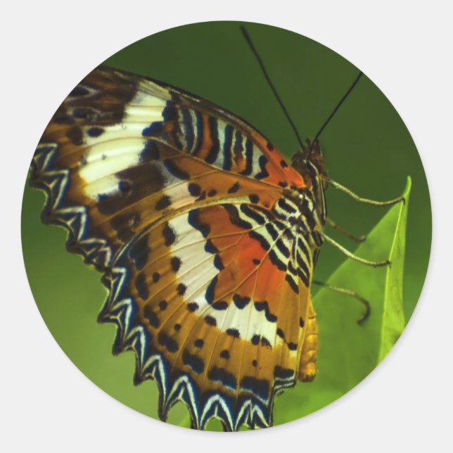 Schmetterling auf einem verlass runder aufkleber (Vorderseite)