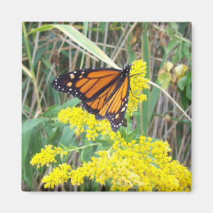 Schmetterling auf einer Blume Magnet
