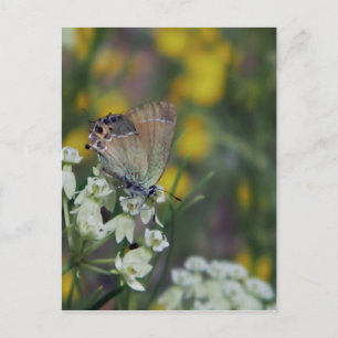 Schmetterling auf einer Blume Postkarte