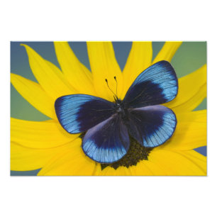 Schmetterling auf einer gelben Blume Fotodruck