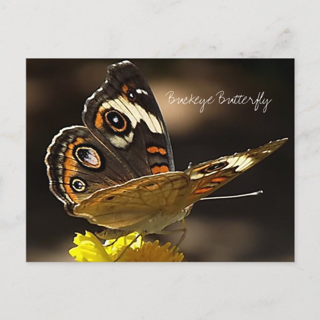 Schmetterling auf einer gelben Blume mit Text Postkarte (Vorderseite)