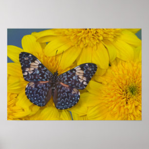 Schmetterling auf einer gelben Blume Poster