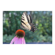 Schmetterling auf einer Lila Blume