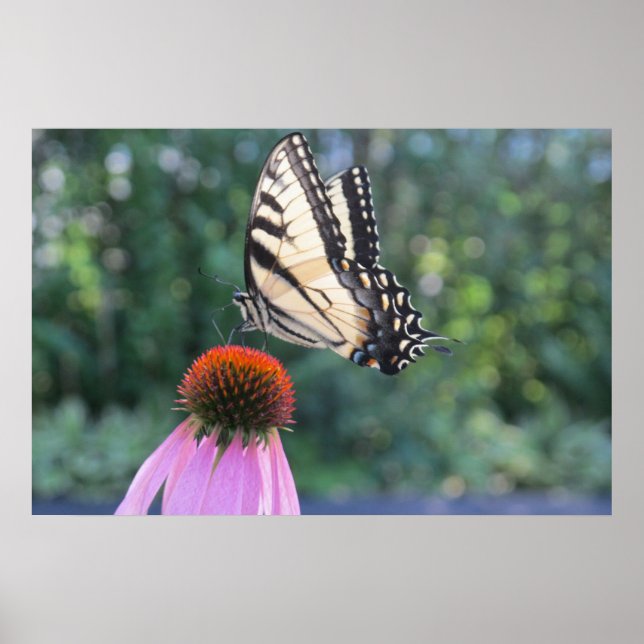 Schmetterling auf einer Lila Blume Poster (Vorne)