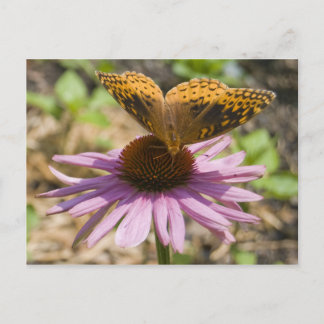 Schmetterling auf einer Lila Blume Postkarte