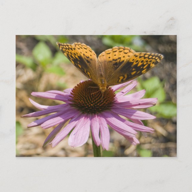 Schmetterling auf einer Lila Blume Postkarte (Vorderseite)