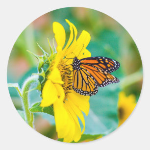 Schmetterling auf einer Sonnenblume Runder Aufkleber