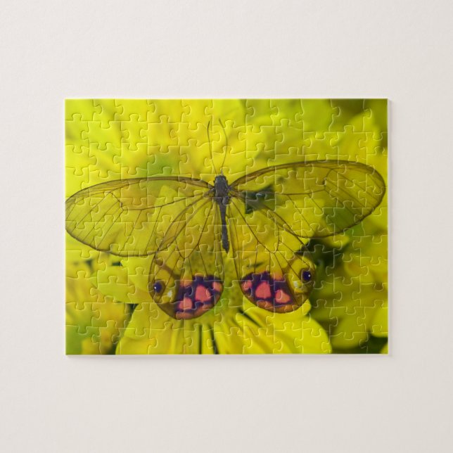 Schmetterling auf Gelb (Horizontal)