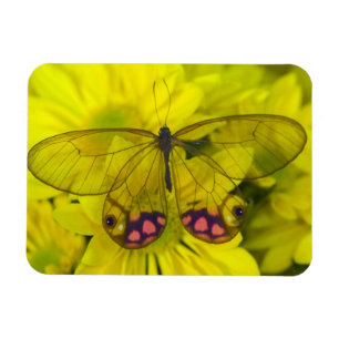 Schmetterling auf Gelb Magnet