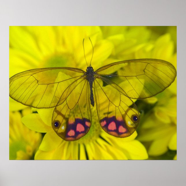 Schmetterling auf Gelb Poster (Vorne)