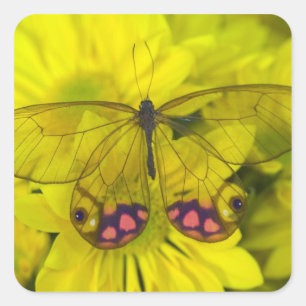 Schmetterling auf Gelb Quadratischer Aufkleber