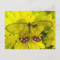 Schmetterling auf gelben Blumen