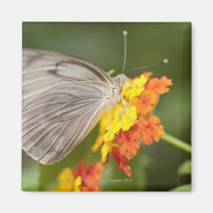 Schmetterling auf gelben und roten Blume Magnet
