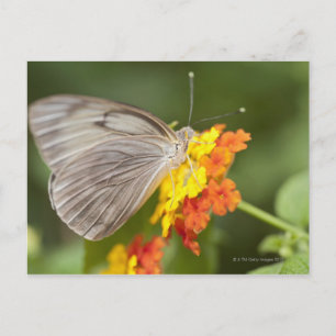 Schmetterling auf gelben und roten Blume Postkarte
