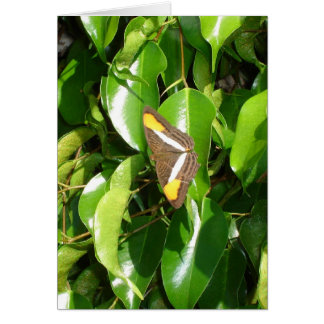 Schmetterling auf Grün