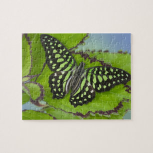 Schmetterling auf Grün