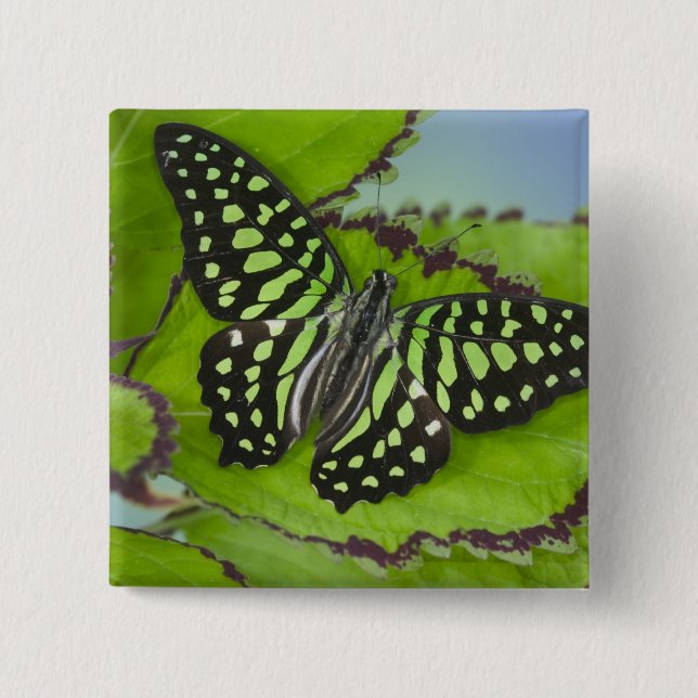 Schmetterling auf Grün Button (Vorderseite)