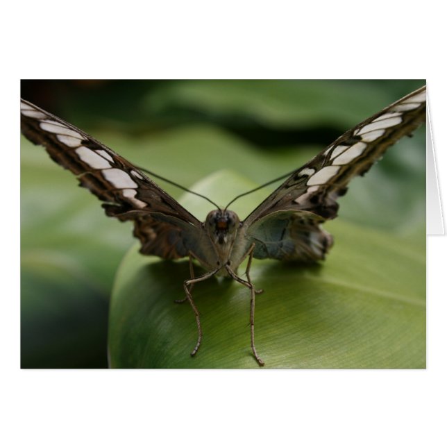 Schmetterling auf Grün - Leere Innenseite (Vorderseite (Horizontal))