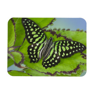 Schmetterling auf Grün Magnet