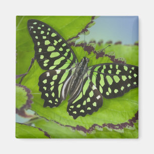 Schmetterling auf Grün Magnet