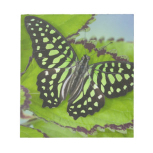 Schmetterling auf Grün Notizblock