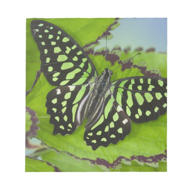 Schmetterling auf Grün Notizblock (Vorderseite)