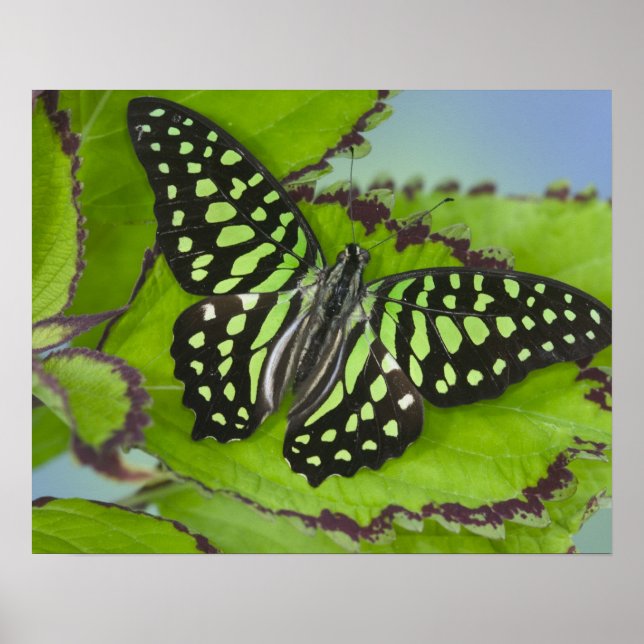 Schmetterling auf Grün Poster (Vorne)