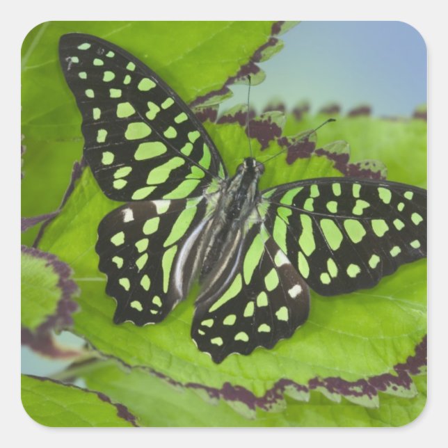 Schmetterling auf Grün Quadratischer Aufkleber (Vorderseite)