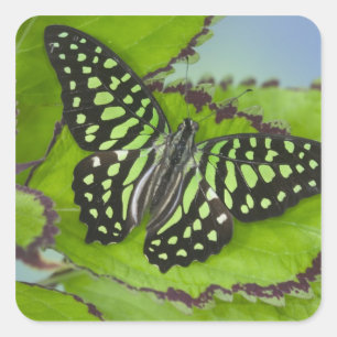 Schmetterling auf Grün Quadratischer Aufkleber