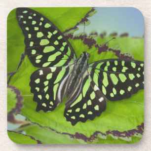 Schmetterling auf Grün Untersetzer