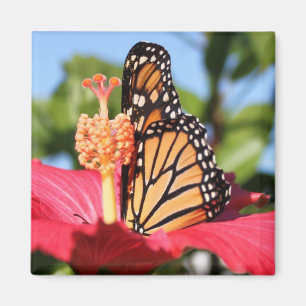 Schmetterling auf Hibiskus Magnet